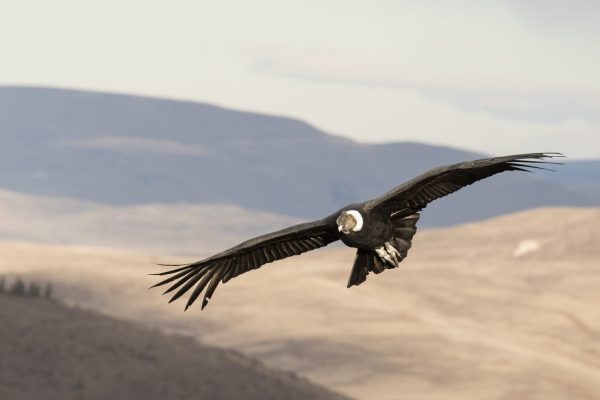 Imagen de la noticia: Un estudio con participación de la UGR concluye que volar puede ser más barato que nadar