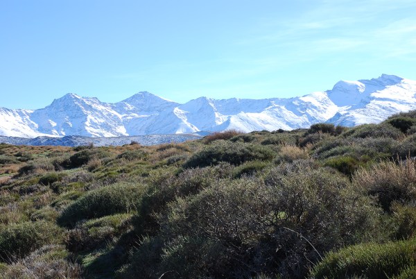 Imagen de la noticia: Un estudio con participación de la UGR alerta de más extinciones de plantas en cumbres europeas